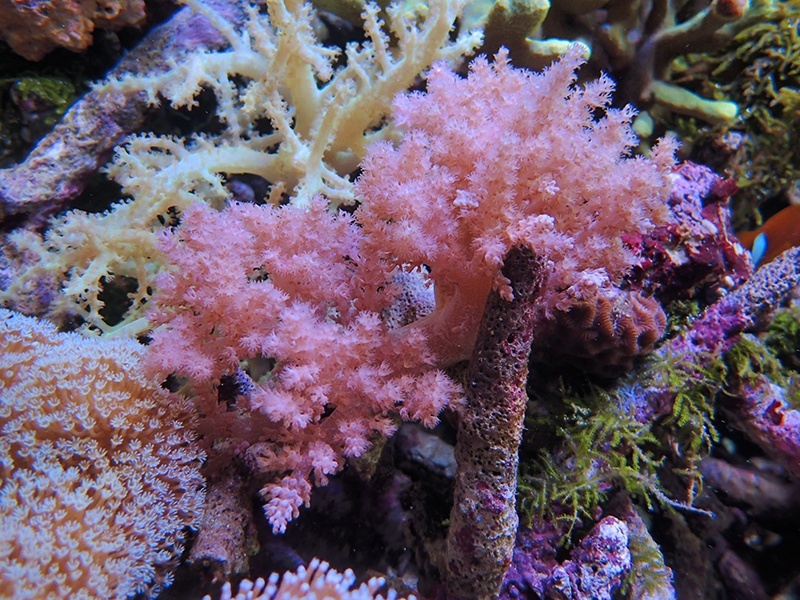 画像1: 0222チヂミトサカパープル02