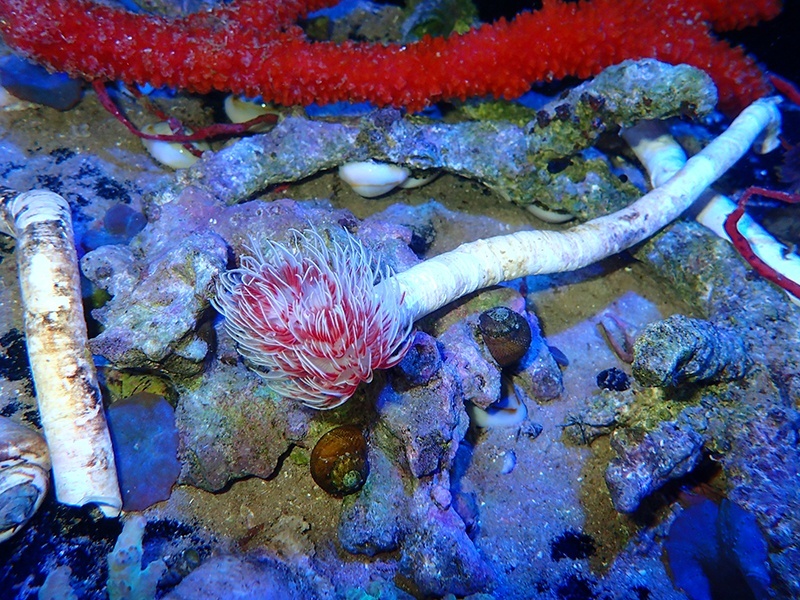 画像1: 0222ハードチューブシモフリカラー02