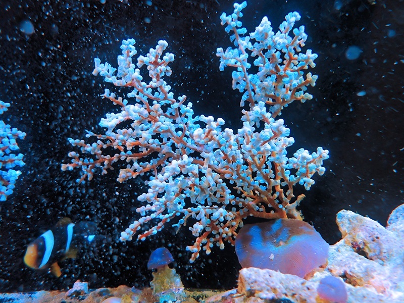 画像1: 0311トゲナシヤギブルー02