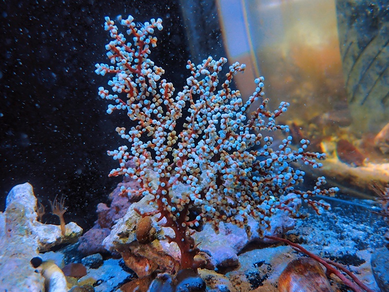 画像1: 0311トゲナシヤギブルー03