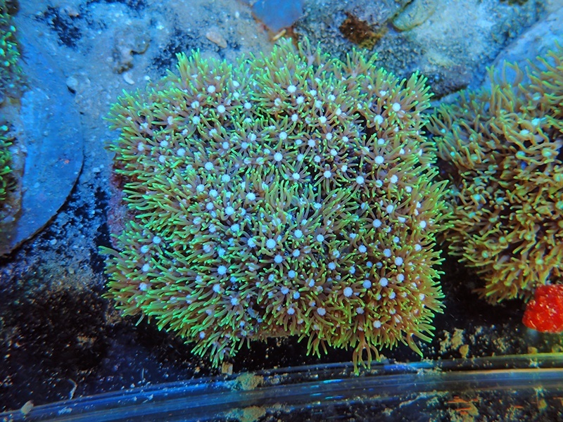 画像1: 0311スターポリプ（バリ）グリーン02