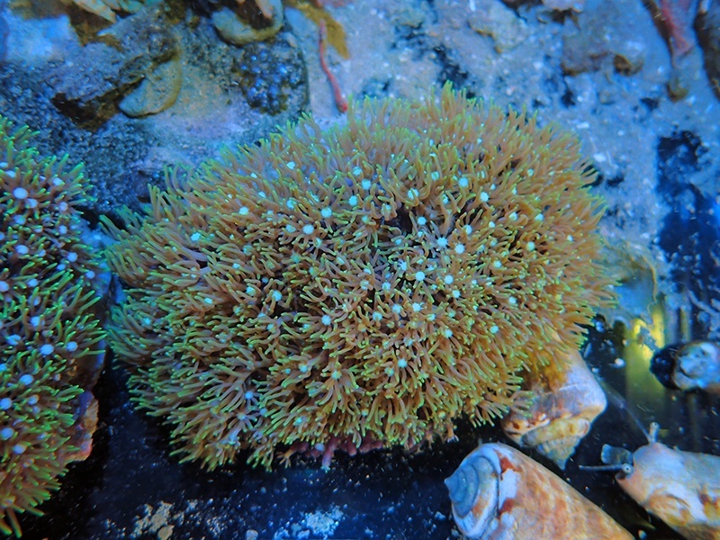 画像1: 0311スターポリプ（バリ）グリーン03