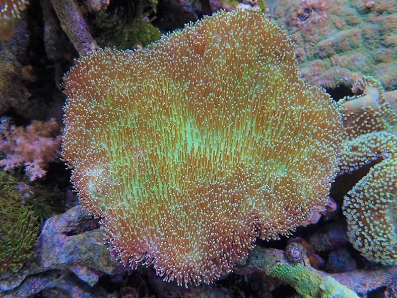 画像1: 0311ウミキノコ（沖縄）L02