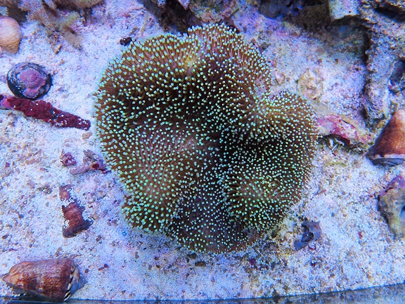 画像1: 0311ウミキノコ（沖縄）M01