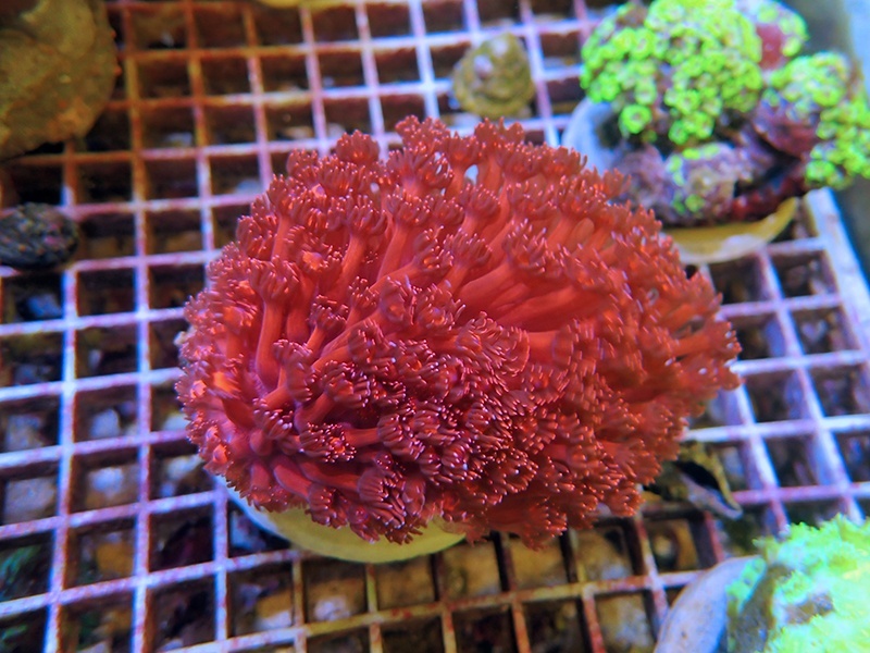 画像1: 0311ハナガササンゴレッド