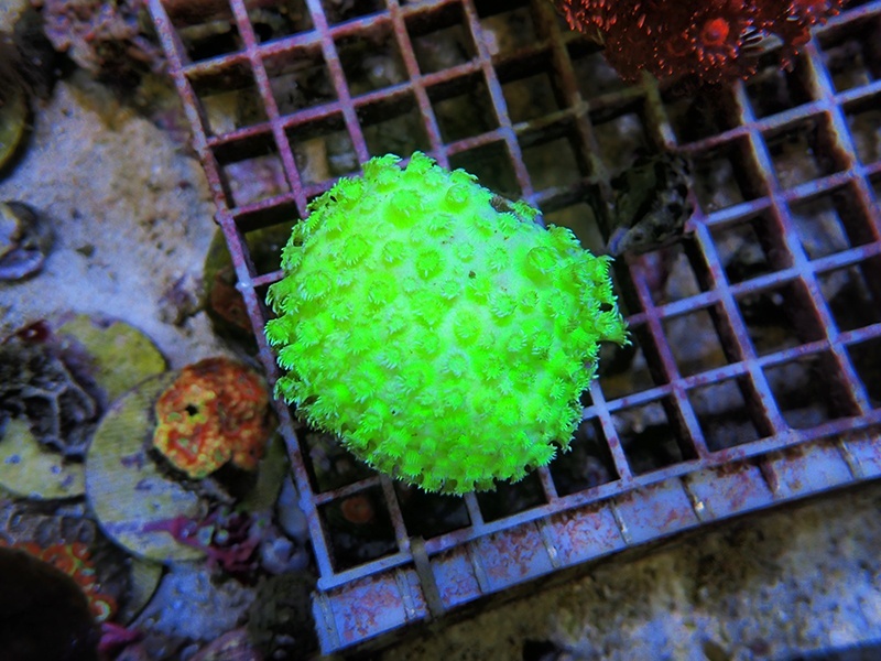 画像1: 0311ハナガササンゴメタリックグリーン