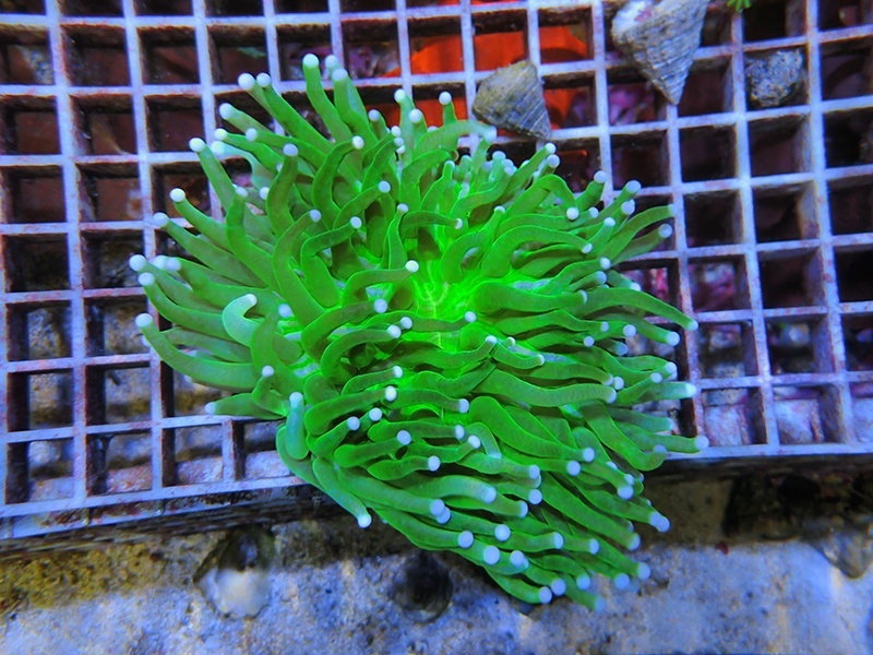 画像1: 0311パラオクサビライシグリーン