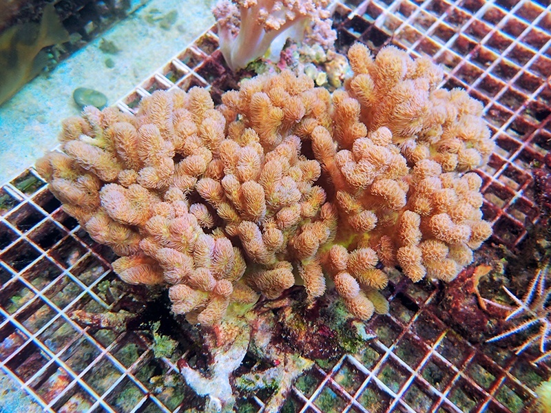 画像1: 0311ナグラカタトサカノーマルL01