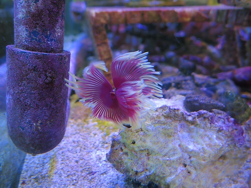 画像1: 0311ホンケヤリ