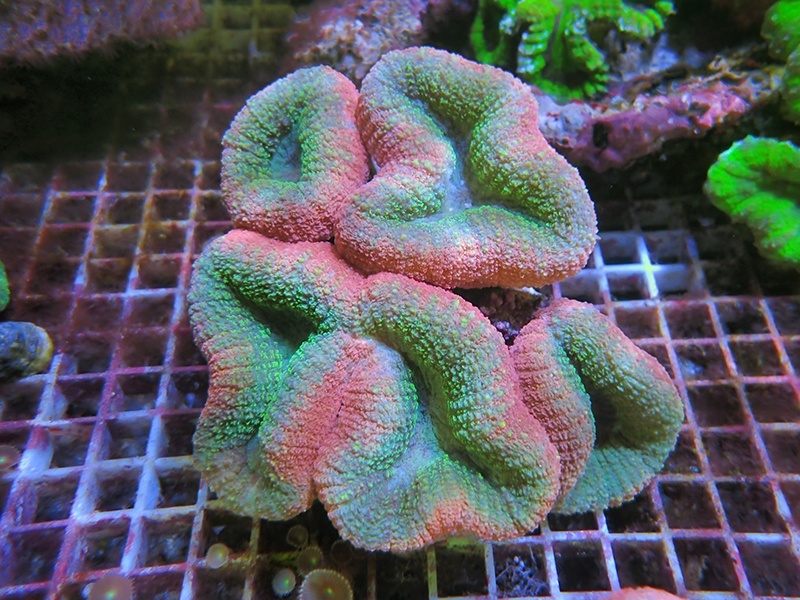 画像1: 0321ロボフィリアピンク&グリーン01