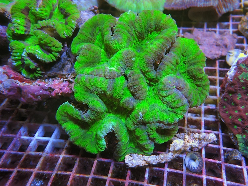 画像1: 0321ハナガタサンゴグリーンL