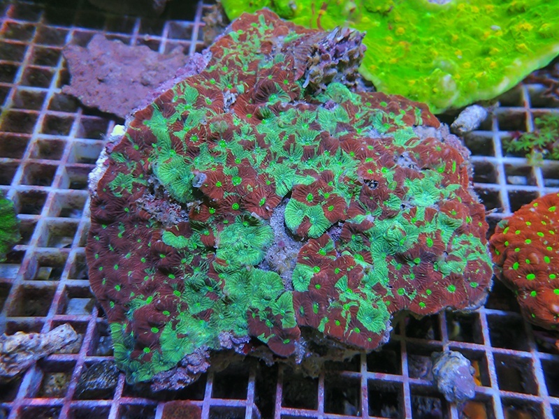 画像1: 0321キクメイシマーブルL