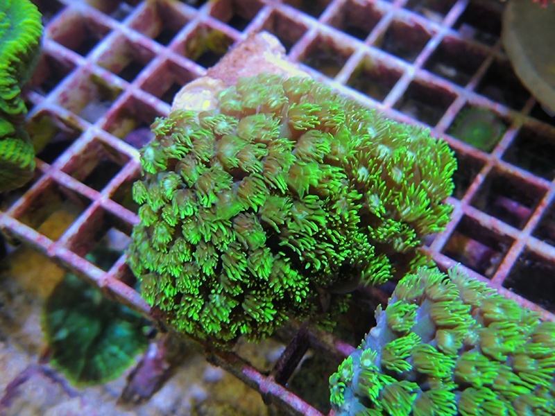 画像1: 0321ハナガササンゴメタリックグリーン01