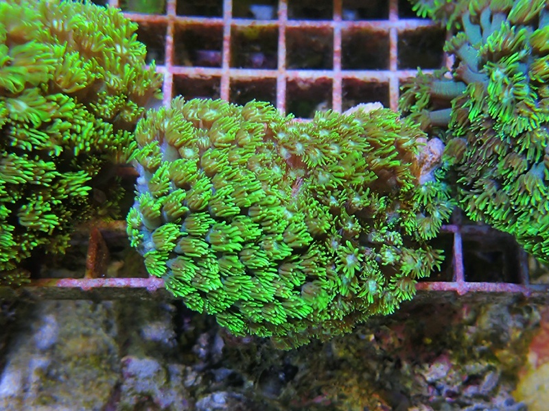 画像1: 0321ハナガササンゴメタリックグリーン02