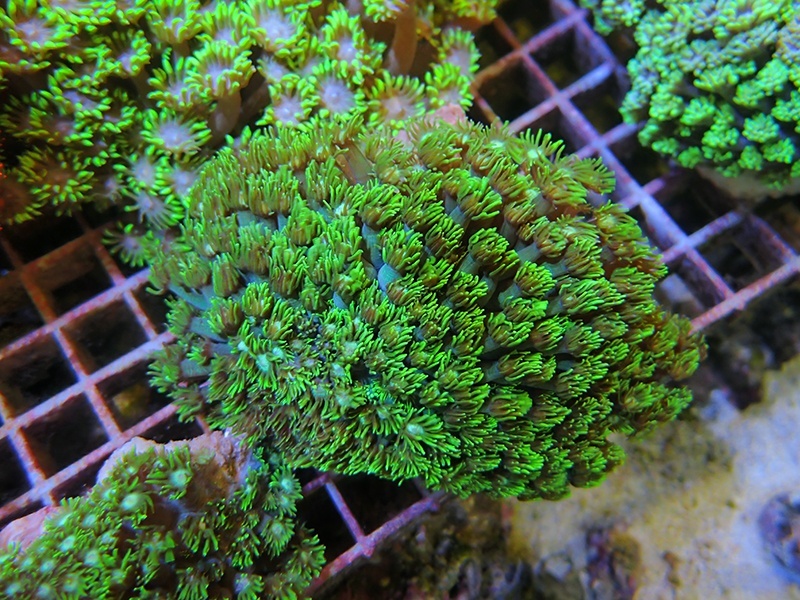 画像1: 0321ハナガササンゴメタリックグリーン03