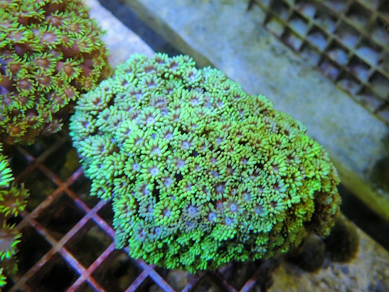 画像1: 0321ハナガササンゴメタリックグリーン04