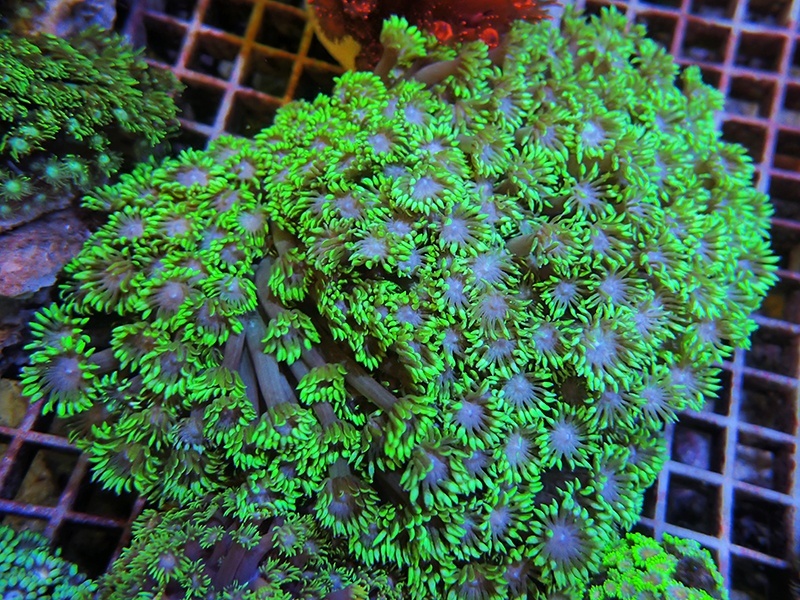 画像1: 0321ハナガササンゴメタリックグリーン05