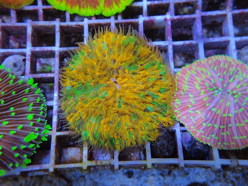 画像1: 0321クサビライシSPカラー01