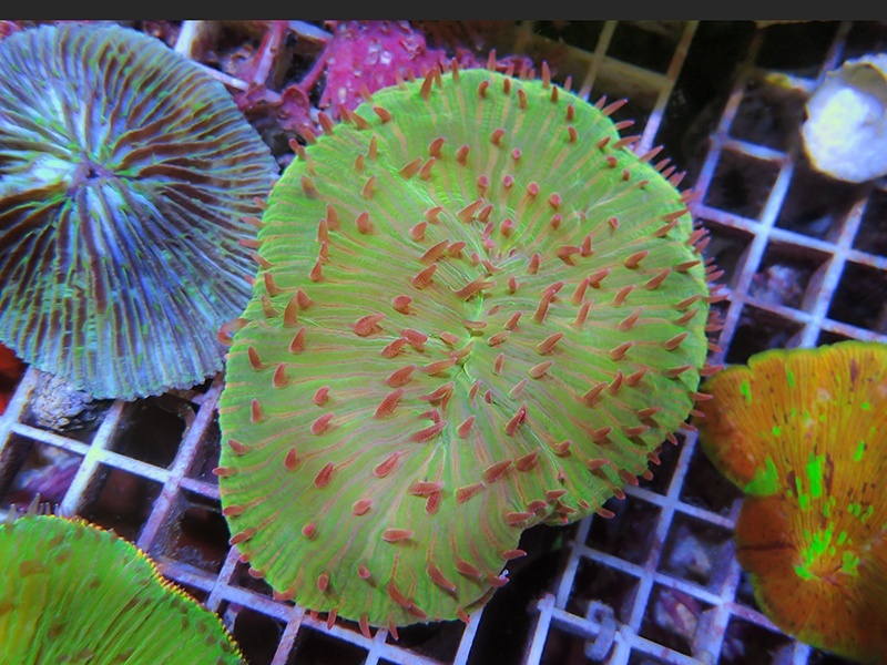 画像1: 0321クサビライシSPカラー03