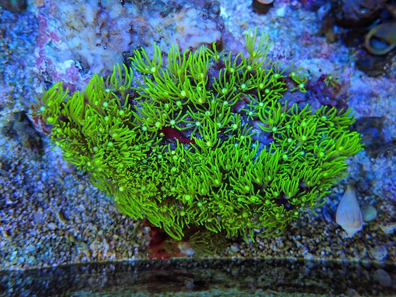 画像1: 0321スターポリプメタリックグリーンM