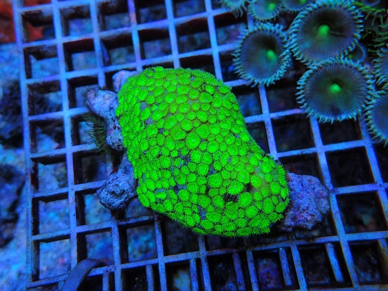 画像1: 0321ムカシサンゴメタリックグリーン