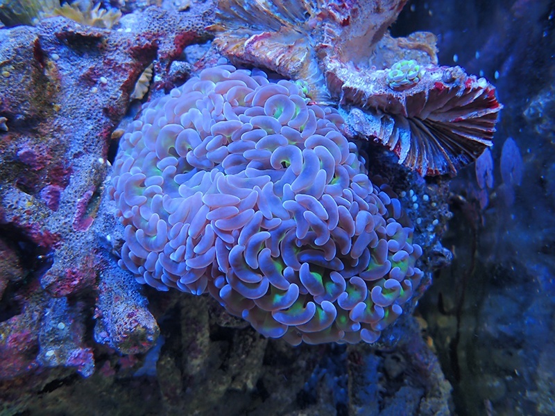 画像1: 0321ナガレハナサンゴ茎グリーン