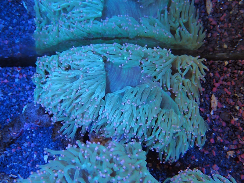 画像1: 0321トランペットコーラルグリーン先端ピンク（カット個体）03