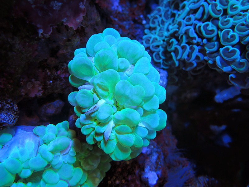 画像1: 0321バブルコーラルメタリックグリーン02