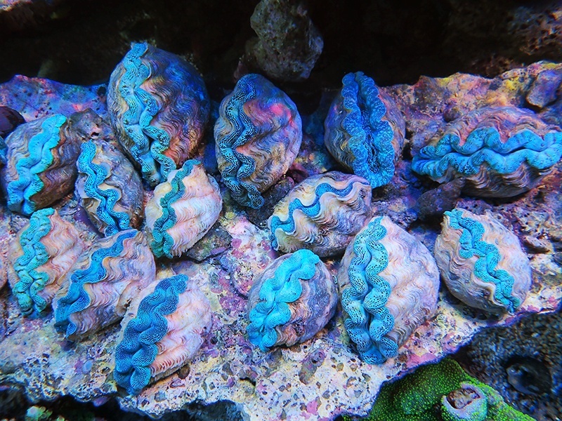 画像1: 0321シャコガイ（ブリード）アイスブルー（複数有り）