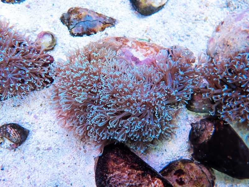 画像1: 0328ブルームウミアザミ（ベトナム）ブルー02