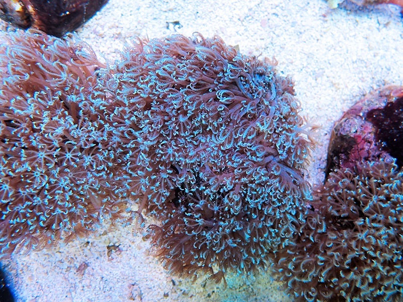 画像1: 0328ブルームウミアザミ（ベトナム）ブルー04