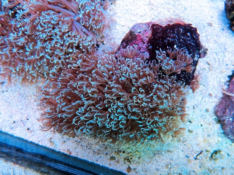 画像1: 0328ブルームウミアザミ（ベトナム）ブルー05