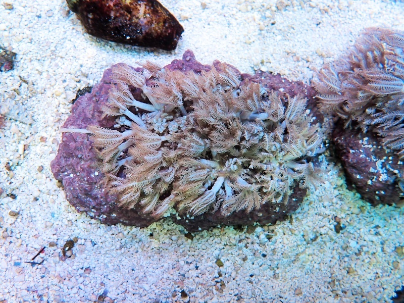 画像1: 0328パクパクウミアザミ（沖縄）01