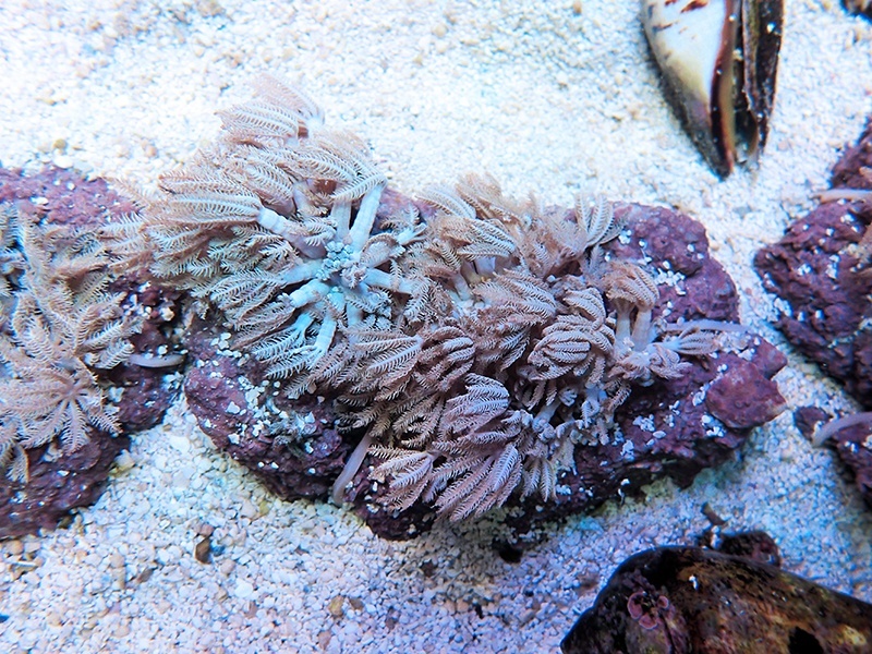 画像1: 0328パクパクウミアザミ（沖縄）02