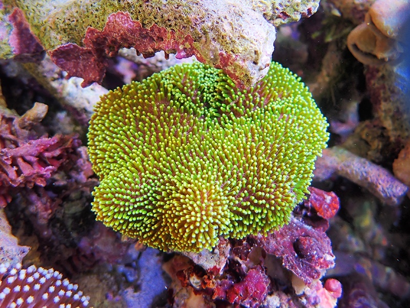 画像1: 0328ウミキノコ（沖縄）メタリックグリーン01