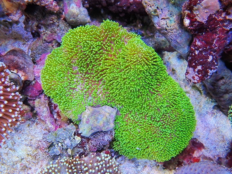 画像1: 0328ウミキノコ（沖縄）メタリックグリーン02