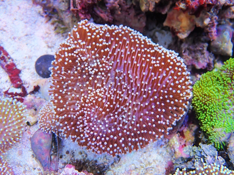 画像1: 0328ウミキノコ（沖縄）M01