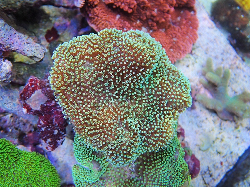 画像1: 0328ウミキノコ（沖縄）M03