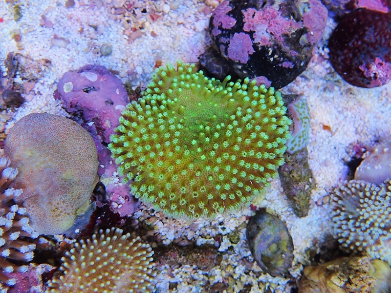 画像1: 0328ウミキノコ（沖縄）S02