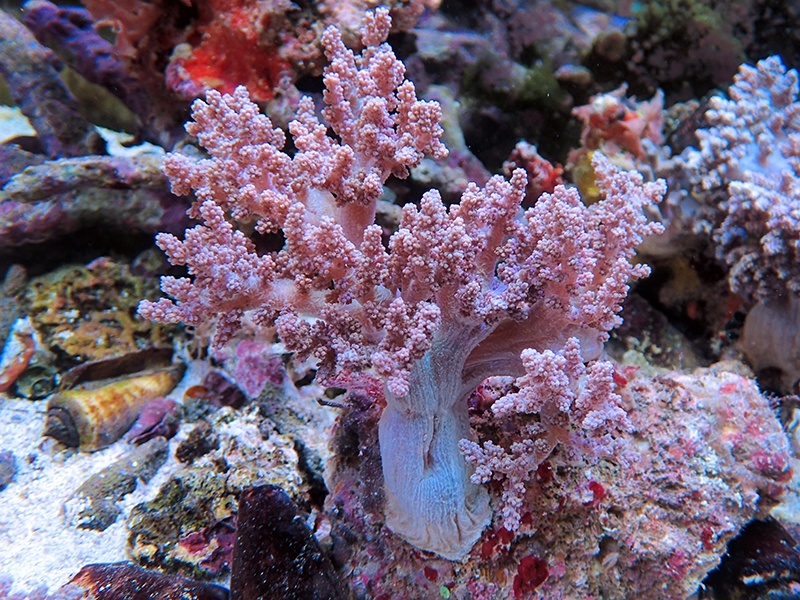 画像1: 0328チヂミトサカ（沖縄）パープル01