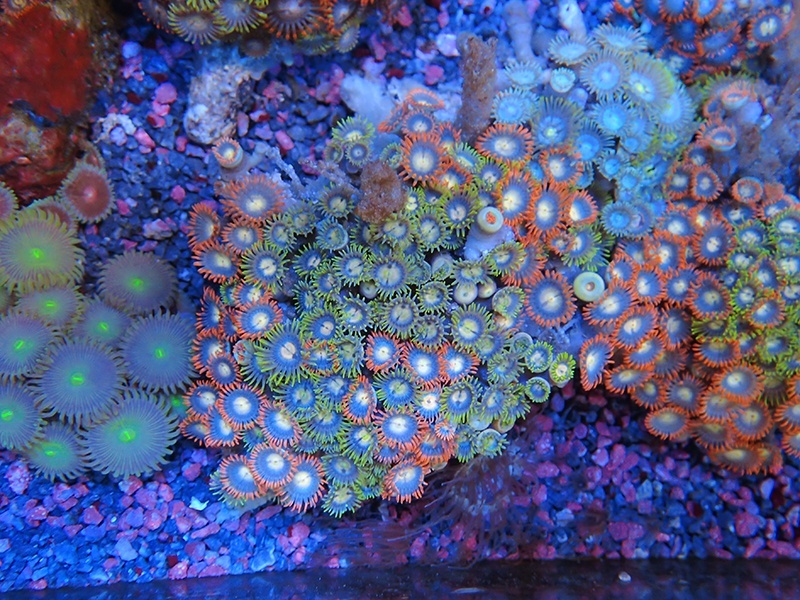 画像1: 0328マメスナギンチャク（ベトナム）カラー02