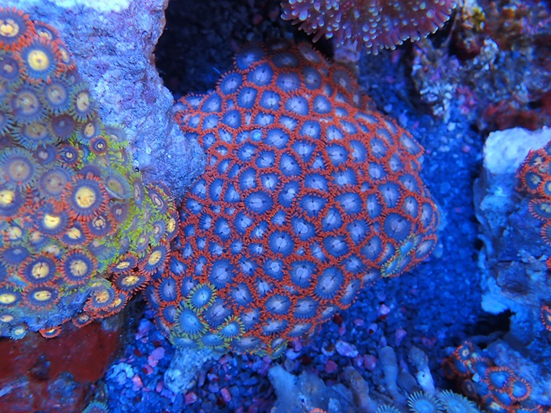 画像1: 0328マメスナギンチャク（ベトナム）カラー03