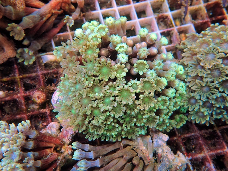 画像1: 0328ツツウミヅタ（沖縄）グリーンM01