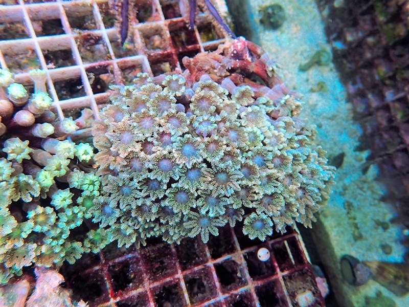 画像1: 0328ツツウミヅタ（沖縄）グリーンM02