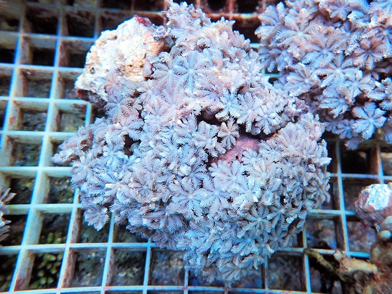 画像1: 0328ツツウミヅタ（沖縄）ホワイトM02