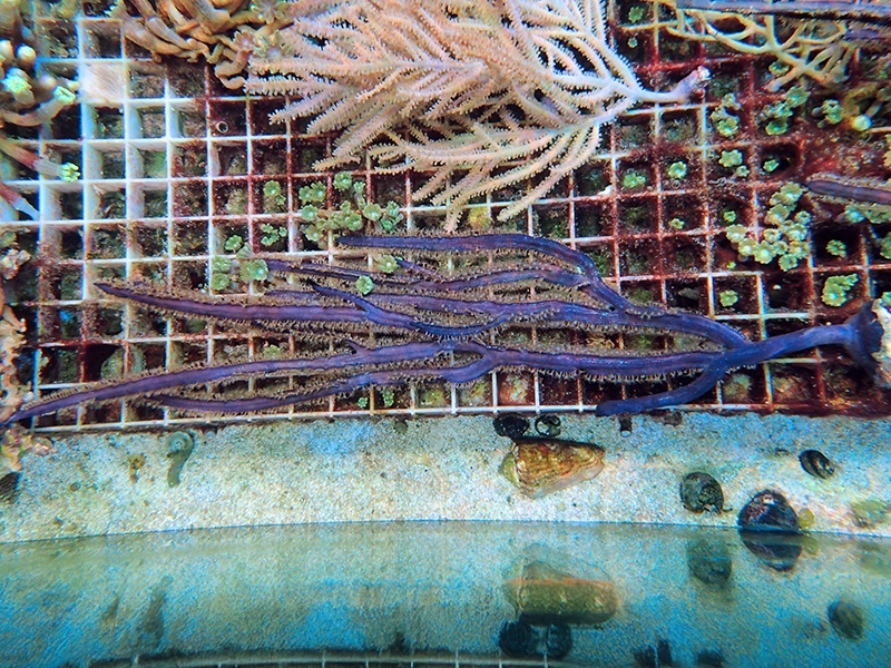 画像1: 0328パープルシーウィップ（カリブ）01