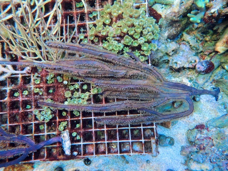 画像1: 0328パープルシーウィップ（カリブ）02