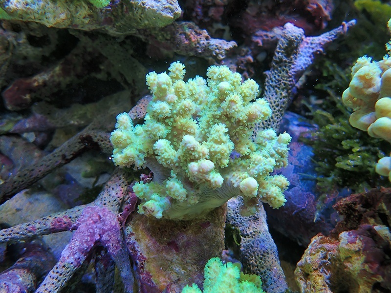 画像1: 0328ナグラカタトサカ（沖縄）蛍光グリーンS01