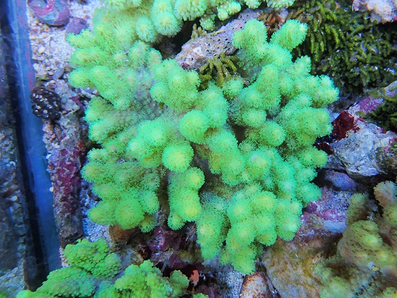 画像1: 0328ナグラカタトサカ（沖縄）蛍光グリーンS03