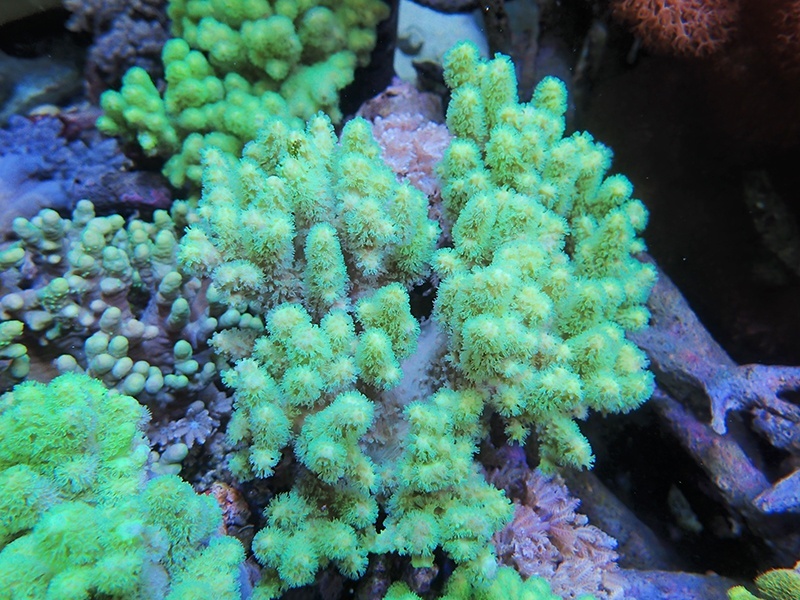 画像1: 0328ナグラカタトサカ（沖縄）蛍光グリーンM02